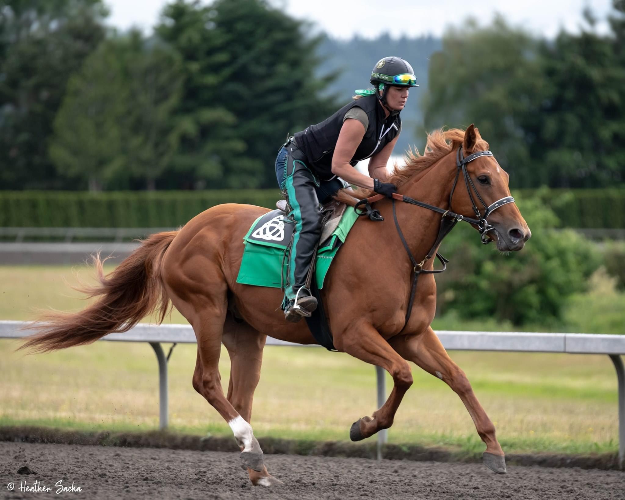 Take me too, chestnut horse
